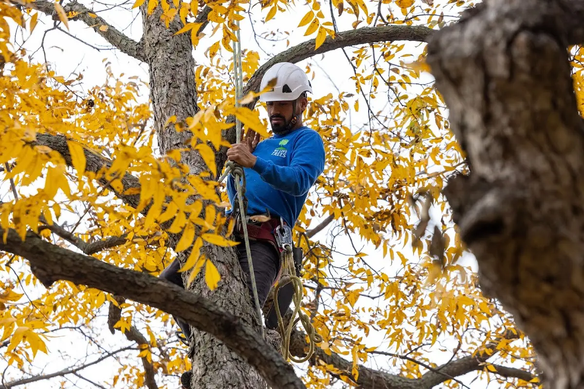 Skilled Tree Transplanting crew working in Jackson